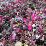 (Ulasan) Honor 8X – Peranti Cantik, Berskrin Besar Dan Mampu Milik