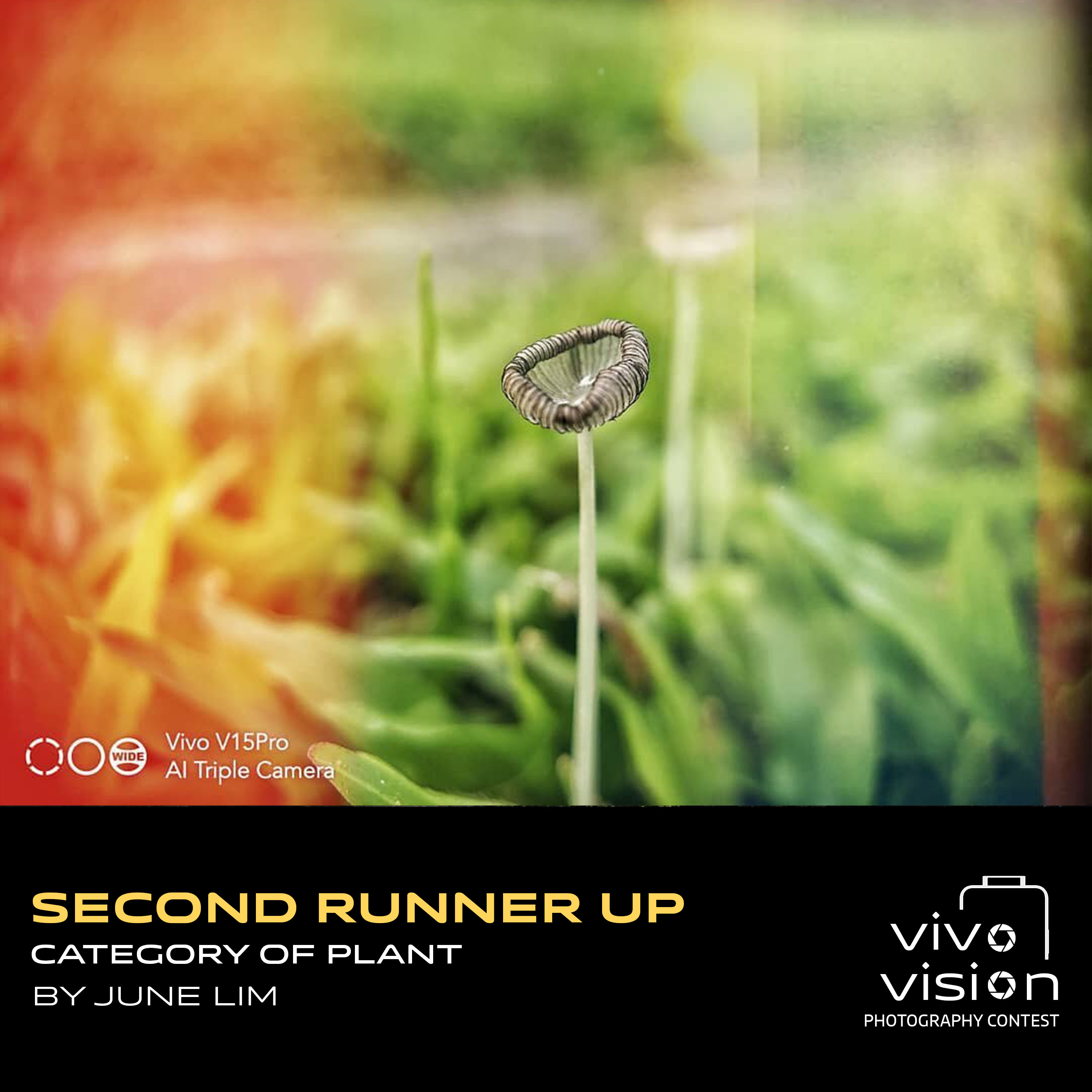 plant 2nd runner up_june lim